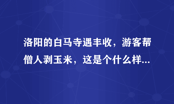 洛阳的白马寺遇丰收，游客帮僧人剥玉米，这是个什么样的场景？