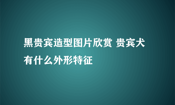 黑贵宾造型图片欣赏 贵宾犬有什么外形特征