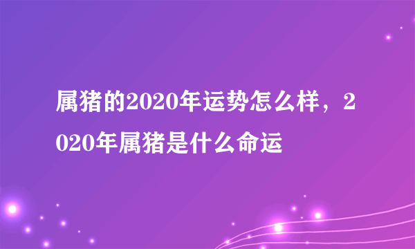 属猪的2020年运势怎么样，2020年属猪是什么命运