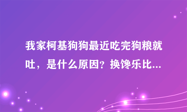 我家柯基狗狗最近吃完狗粮就吐，是什么原因？换馋乐比CHANLEBI狗粮怎么样？