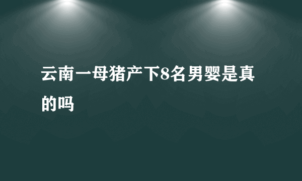 云南一母猪产下8名男婴是真的吗