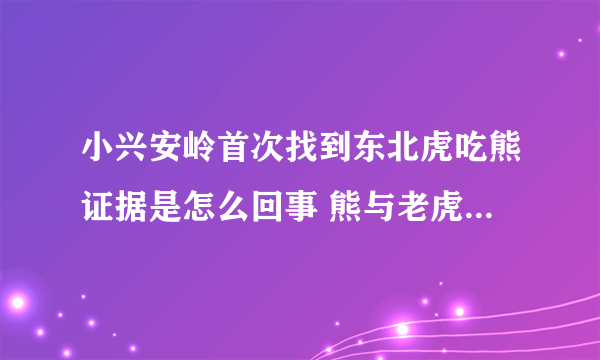 小兴安岭首次找到东北虎吃熊证据是怎么回事 熊与老虎哪个厉害