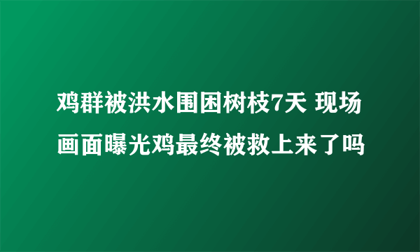 鸡群被洪水围困树枝7天 现场画面曝光鸡最终被救上来了吗