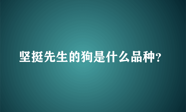 坚挺先生的狗是什么品种？