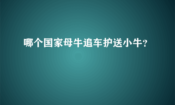 哪个国家母牛追车护送小牛？