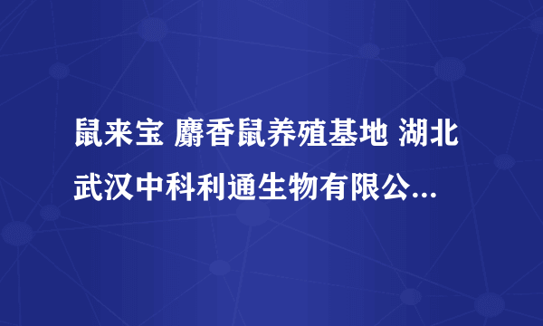 鼠来宝 麝香鼠养殖基地 湖北武汉中科利通生物有限公司是真的吗