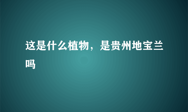 这是什么植物，是贵州地宝兰吗