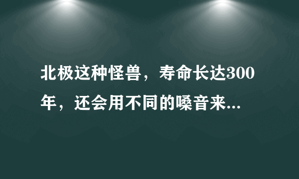 北极这种怪兽，寿命长达300年，还会用不同的嗓音来唱歌求爱