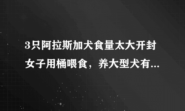 3只阿拉斯加犬食量太大开封女子用桶喂食，养大型犬有哪些注意事项？