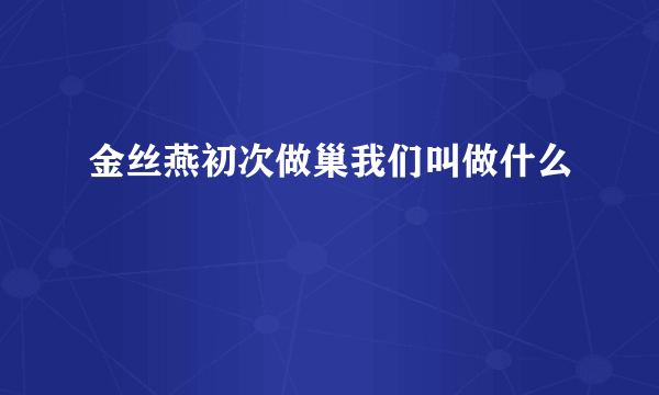 金丝燕初次做巢我们叫做什么