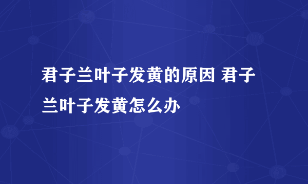 君子兰叶子发黄的原因 君子兰叶子发黄怎么办