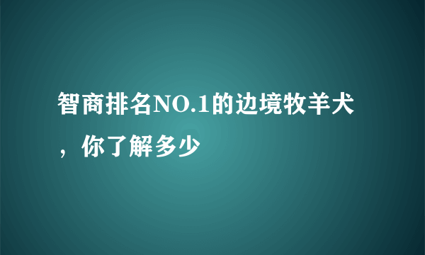 智商排名NO.1的边境牧羊犬，你了解多少