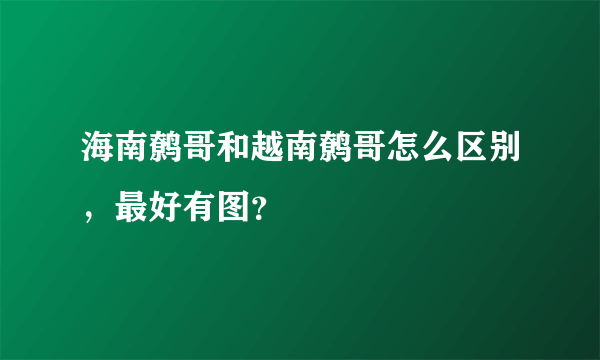 海南鹩哥和越南鹩哥怎么区别，最好有图？