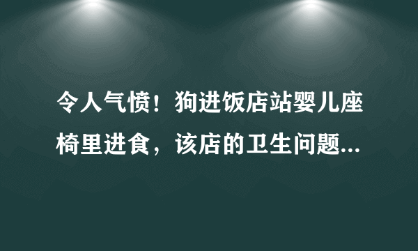 令人气愤！狗进饭店站婴儿座椅里进食，该店的卫生问题是否堪忧？