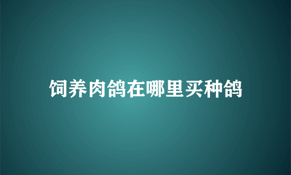 饲养肉鸽在哪里买种鸽