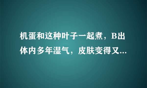 机蛋和这种叶子一起煮，B出体内多年湿气，皮肤变得又滑又嫩！