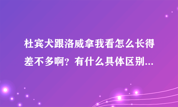 杜宾犬跟洛威拿我看怎么长得差不多啊？有什么具体区别吗？性格方面介绍一下