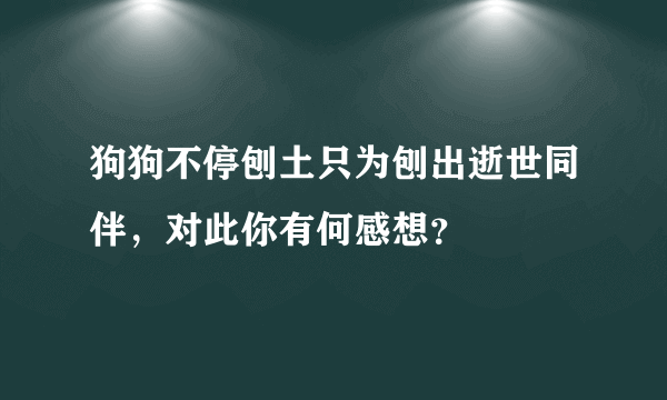 狗狗不停刨土只为刨出逝世同伴，对此你有何感想？