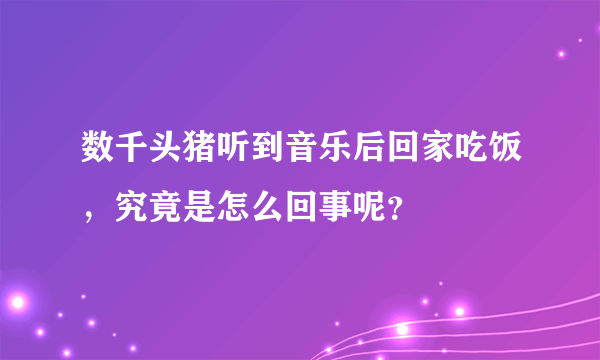 数千头猪听到音乐后回家吃饭，究竟是怎么回事呢？