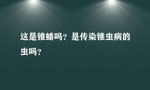 这是锥蝽吗？是传染锥虫病的虫吗？