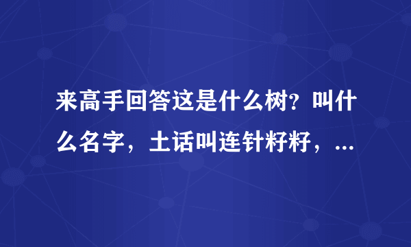 来高手回答这是什么树？叫什么名字，土话叫连针籽籽，地里面村里面到处都可见到的