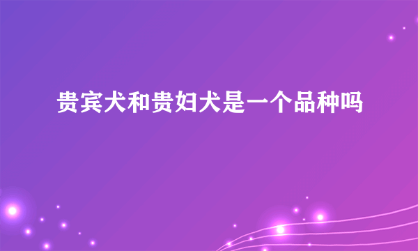 贵宾犬和贵妇犬是一个品种吗