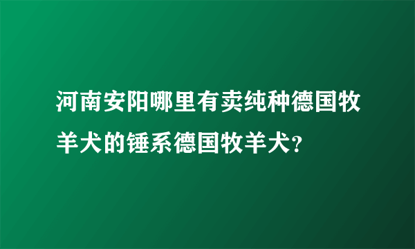 河南安阳哪里有卖纯种德国牧羊犬的锤系德国牧羊犬？