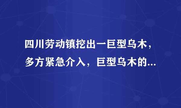 四川劳动镇挖出一巨型乌木，多方紧急介入，巨型乌木的价值几何？