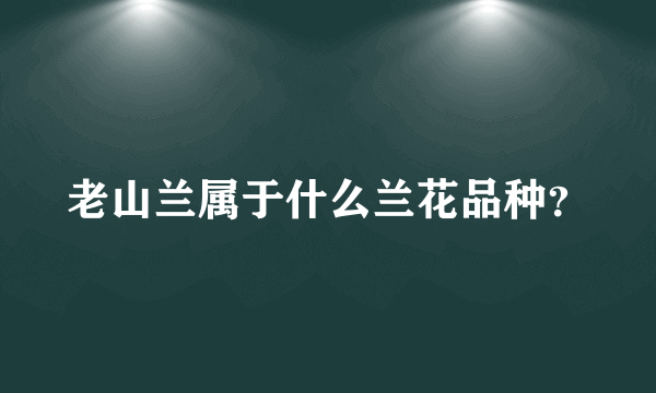 老山兰属于什么兰花品种？