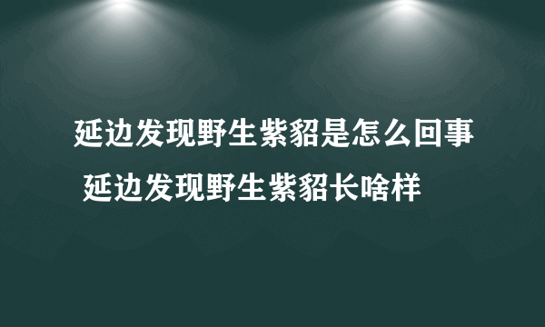 延边发现野生紫貂是怎么回事 延边发现野生紫貂长啥样