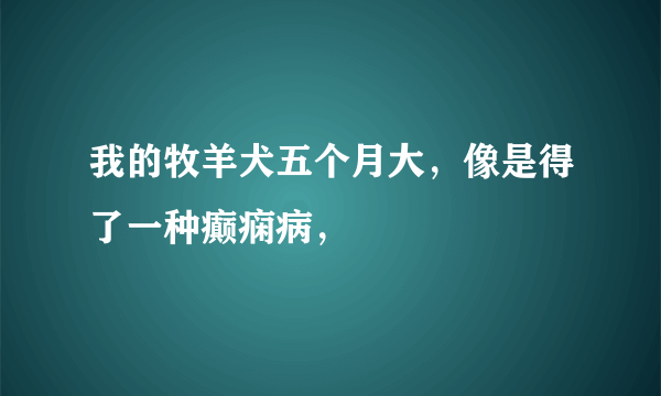 我的牧羊犬五个月大，像是得了一种癫痫病，