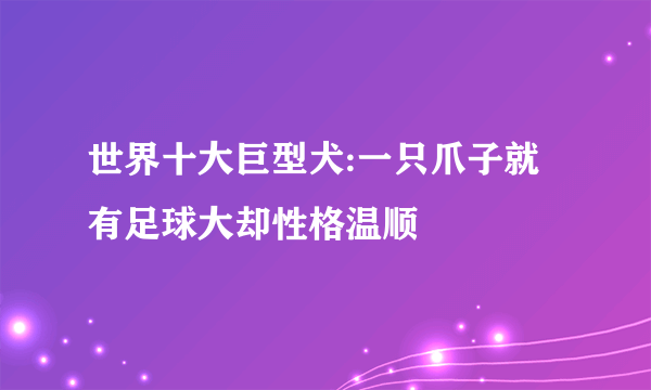 世界十大巨型犬:一只爪子就有足球大却性格温顺