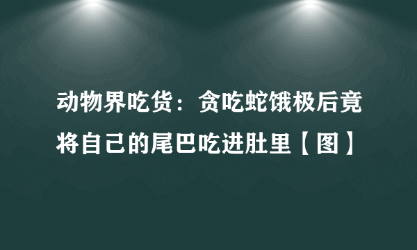 动物界吃货：贪吃蛇饿极后竟将自己的尾巴吃进肚里【图】