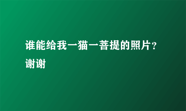 谁能给我一猫一菩提的照片？谢谢