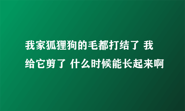 我家狐狸狗的毛都打结了 我给它剪了 什么时候能长起来啊