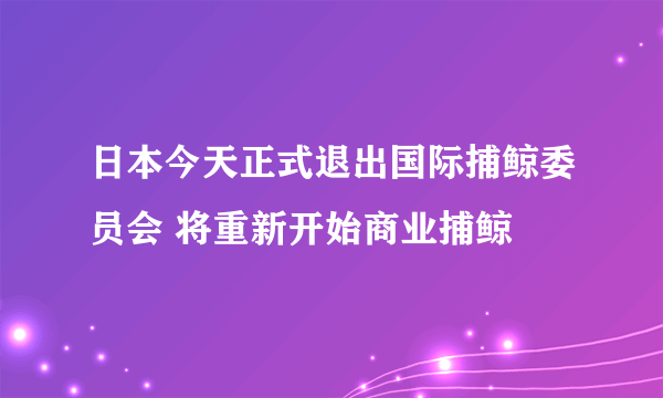 日本今天正式退出国际捕鲸委员会 将重新开始商业捕鲸