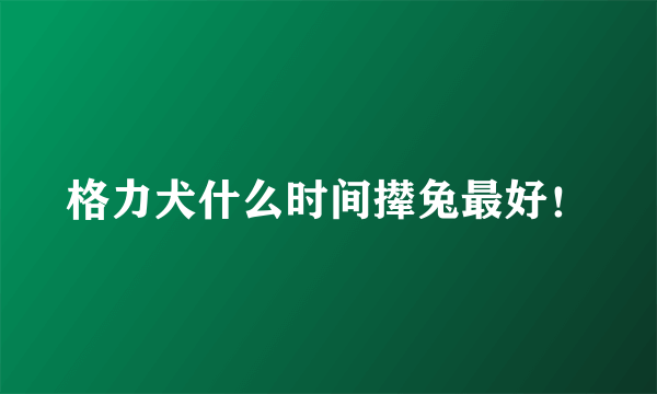 格力犬什么时间撵兔最好！