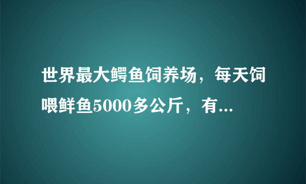 世界最大鳄鱼饲养场，每天饲喂鲜鱼5000多公斤，有着世界最大鳄鱼