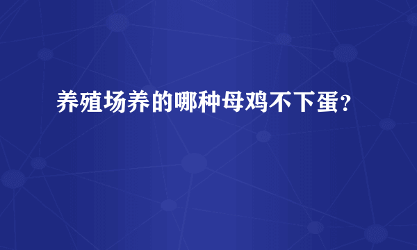 养殖场养的哪种母鸡不下蛋？