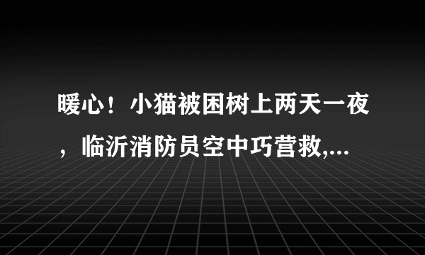 暖心！小猫被困树上两天一夜，临沂消防员空中巧营救, 你怎么看？