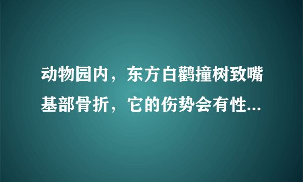 动物园内，东方白鹳撞树致嘴基部骨折，它的伤势会有性命之忧吗？