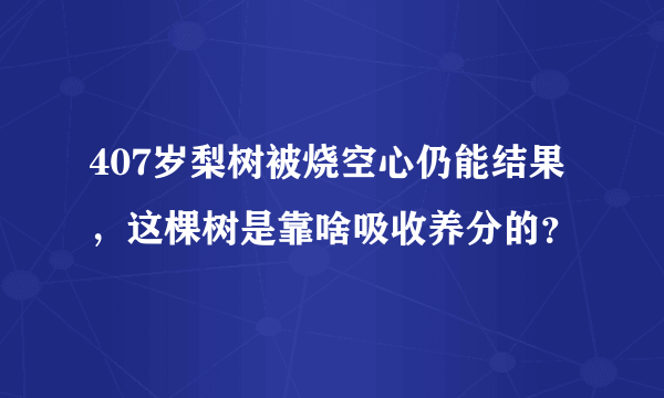 407岁梨树被烧空心仍能结果，这棵树是靠啥吸收养分的？