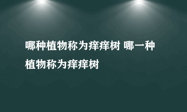 哪种植物称为痒痒树 哪一种植物称为痒痒树