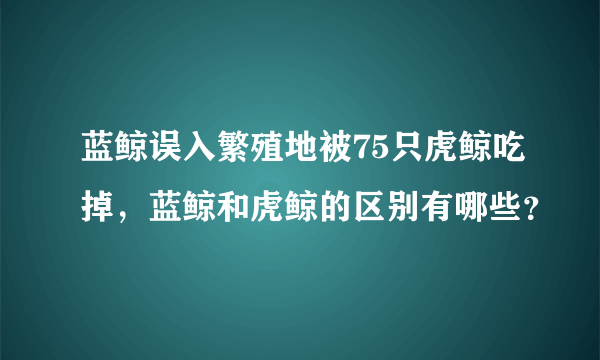 蓝鲸误入繁殖地被75只虎鲸吃掉，蓝鲸和虎鲸的区别有哪些？