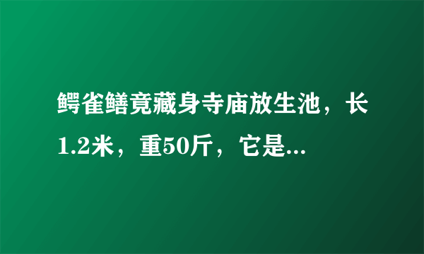 鳄雀鳝竟藏身寺庙放生池，长1.2米，重50斤，它是如何来到这里的？