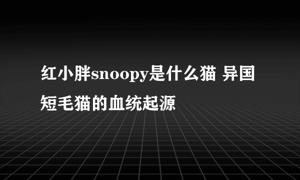 红小胖snoopy是什么猫 异国短毛猫的血统起源