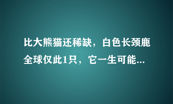 比大熊猫还稀缺，白色长颈鹿全球仅此1只，它一生可能都存在变数