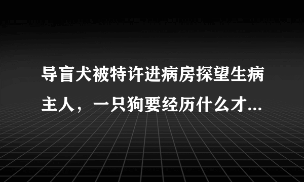 导盲犬被特许进病房探望生病主人，一只狗要经历什么才能成为一只导盲犬？