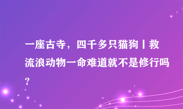 一座古寺，四千多只猫狗丨救流浪动物一命难道就不是修行吗？