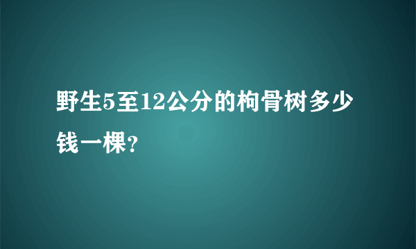 野生5至12公分的枸骨树多少钱一棵？